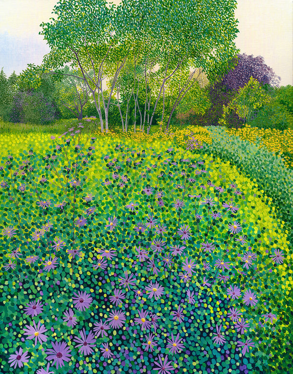 Asters at Wisley limited edition print