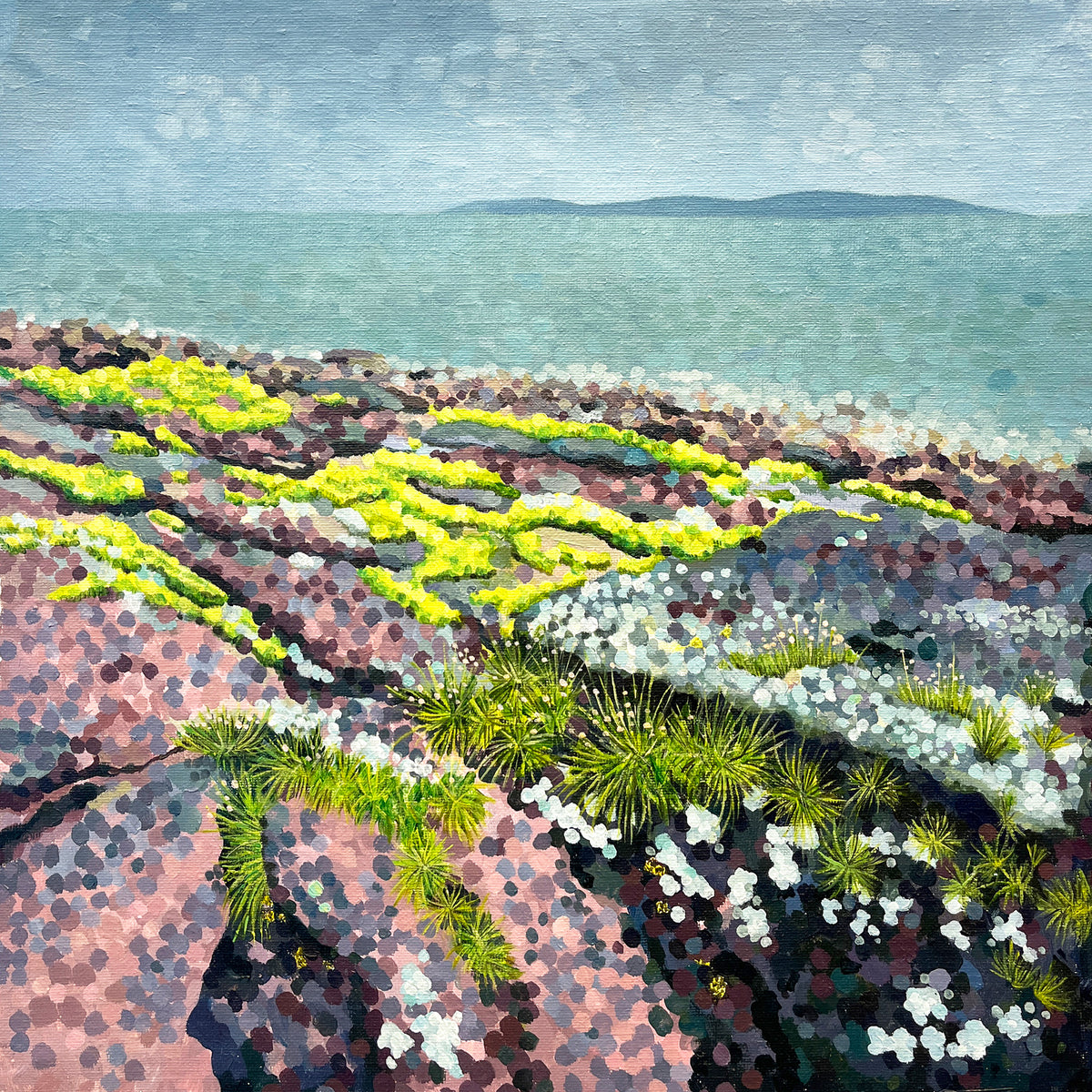 Coastal rock plants– Susan Entwistle