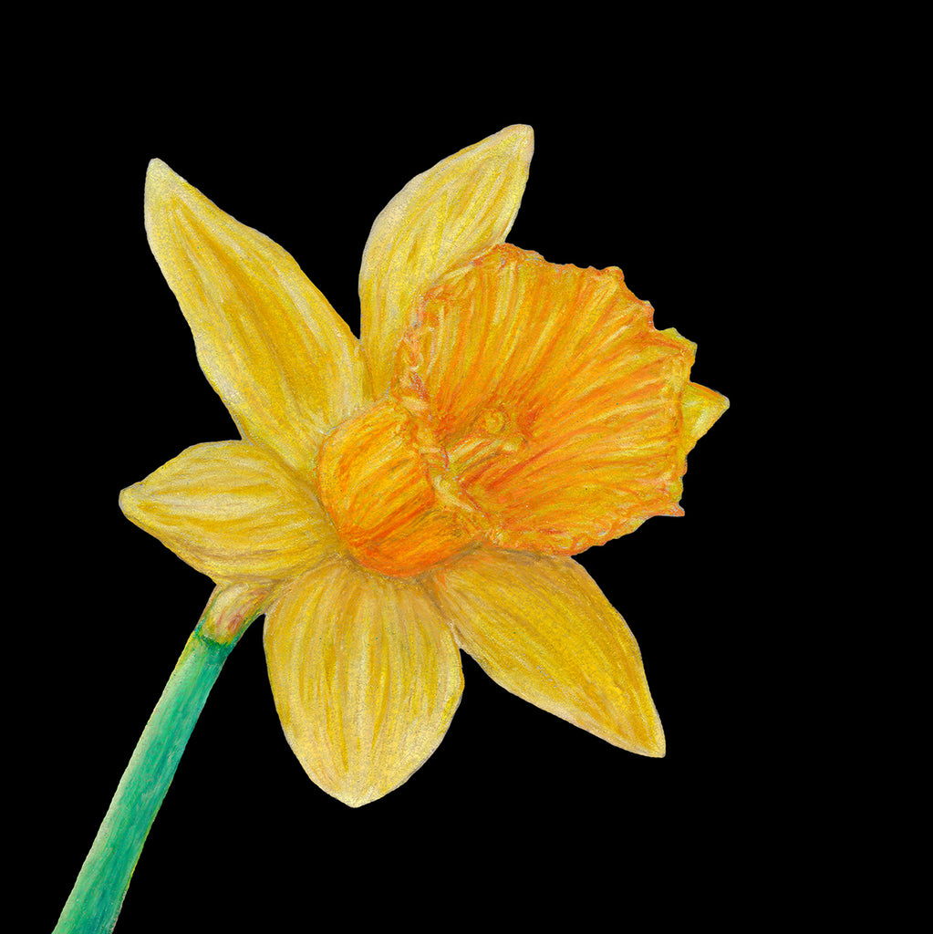 Daffodil card by Sofia Bell