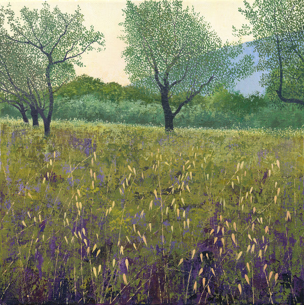 Olive Trees - SOLD