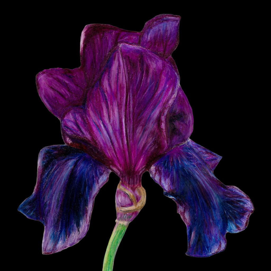 Purple Iris card by Sofia Bell