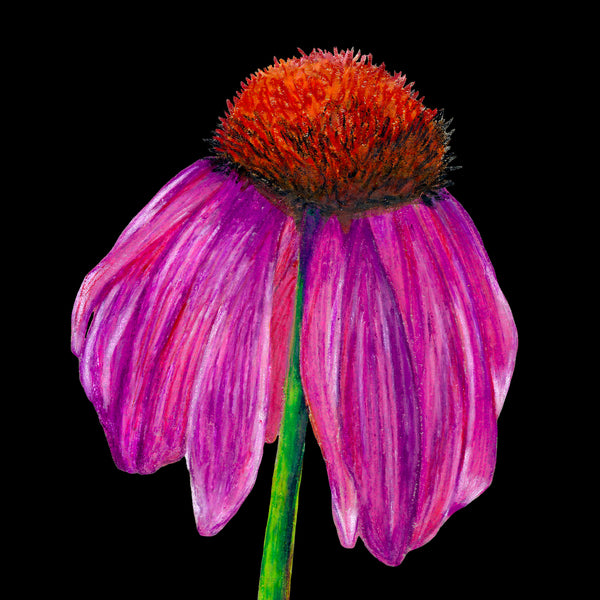Echinacea card by Sofia Bell