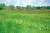 Fritillary Meadow Limited Edition